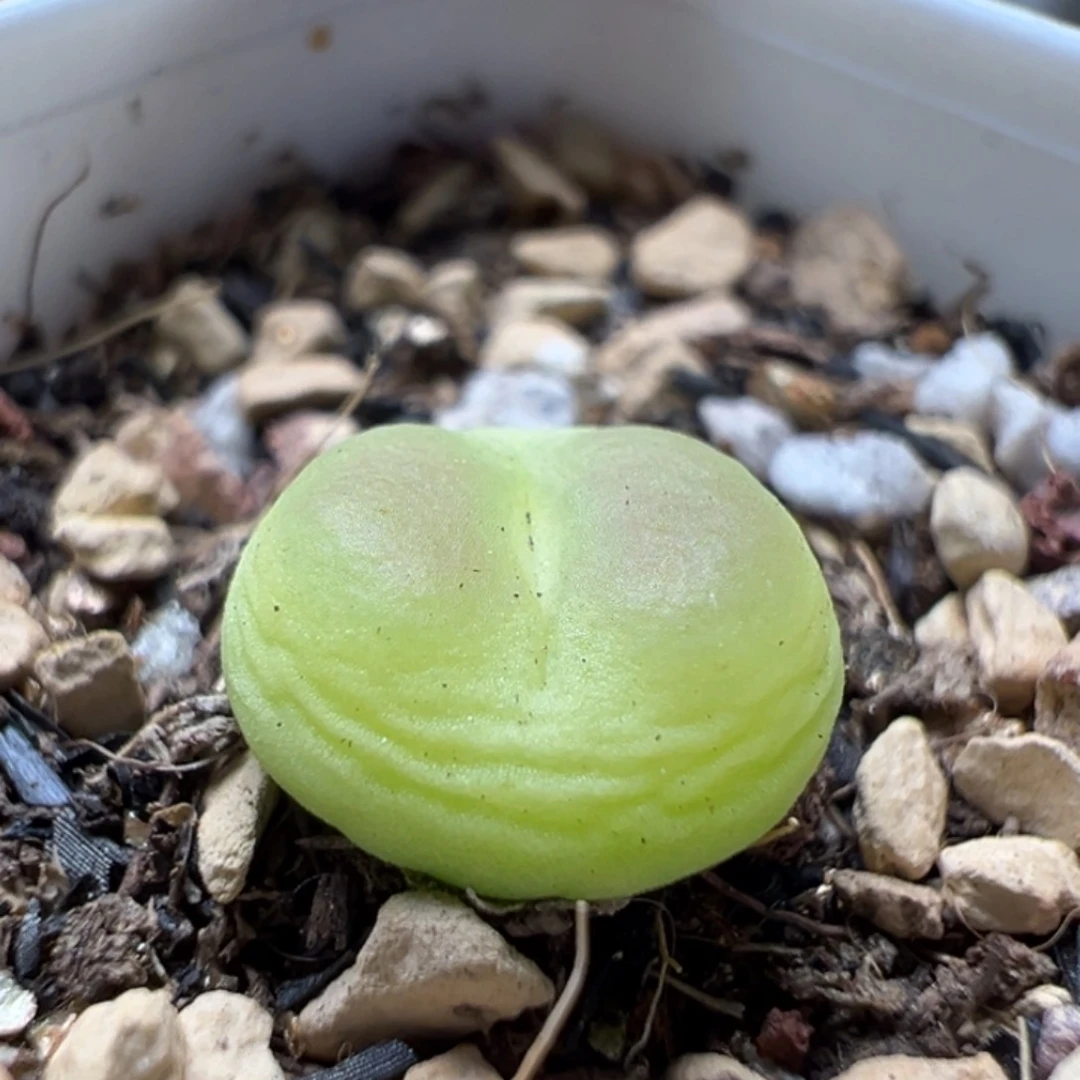 紫皮拉登母本一物一拍