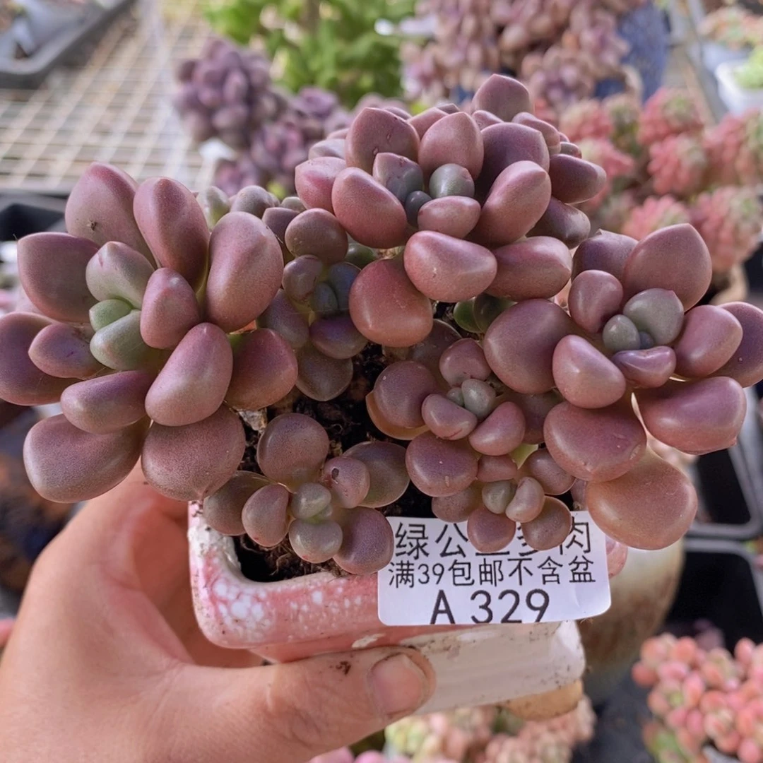 先锋派10cm329多肉植物