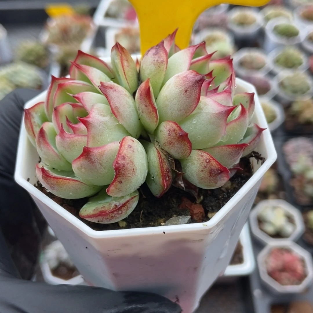 835勾魂仙子多肉植物