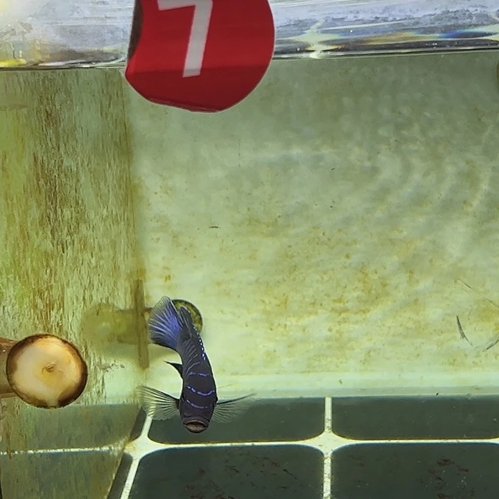 -***渡慈鲷海豚斑马公鱼7号