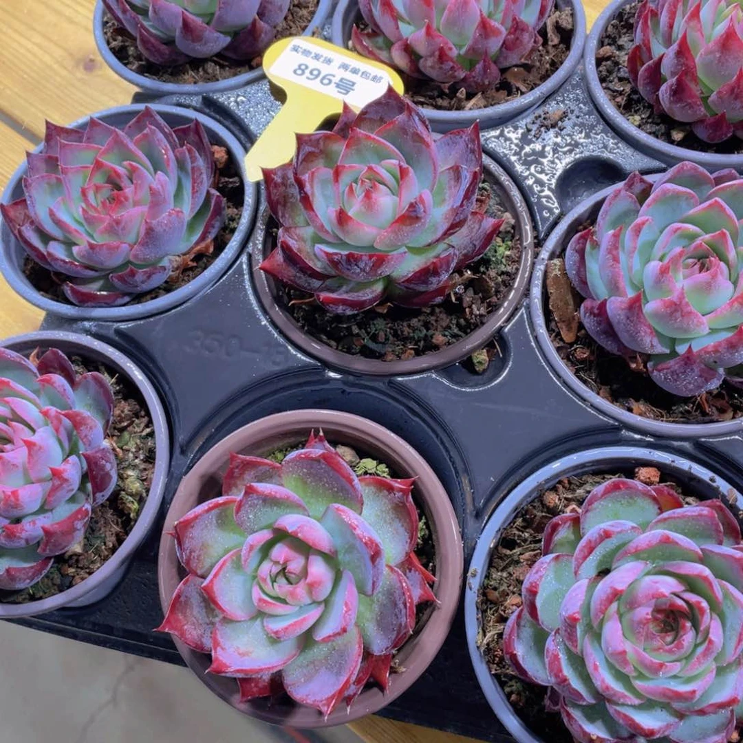 896号 韩货全精品惊鸿仙子单头一个