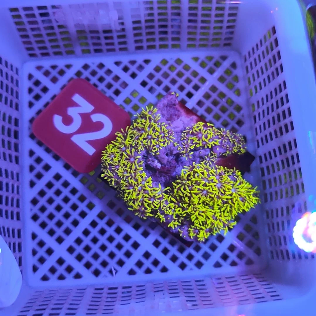 中国大陆32 号框双层保温