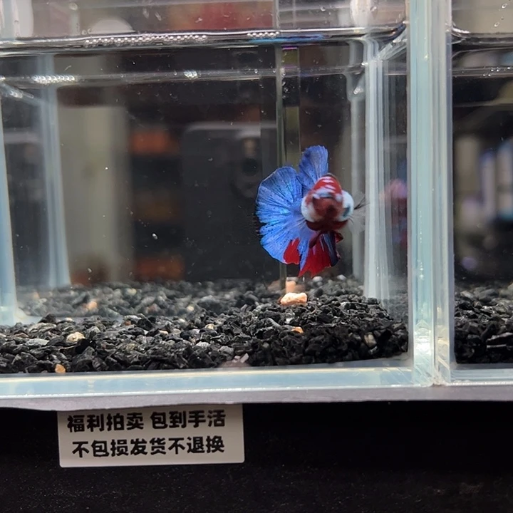 斗鱼竞拍跑单拉黑26日62