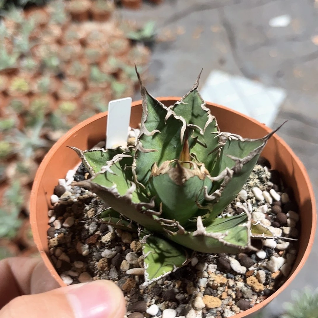 C*X凯撒随单10米