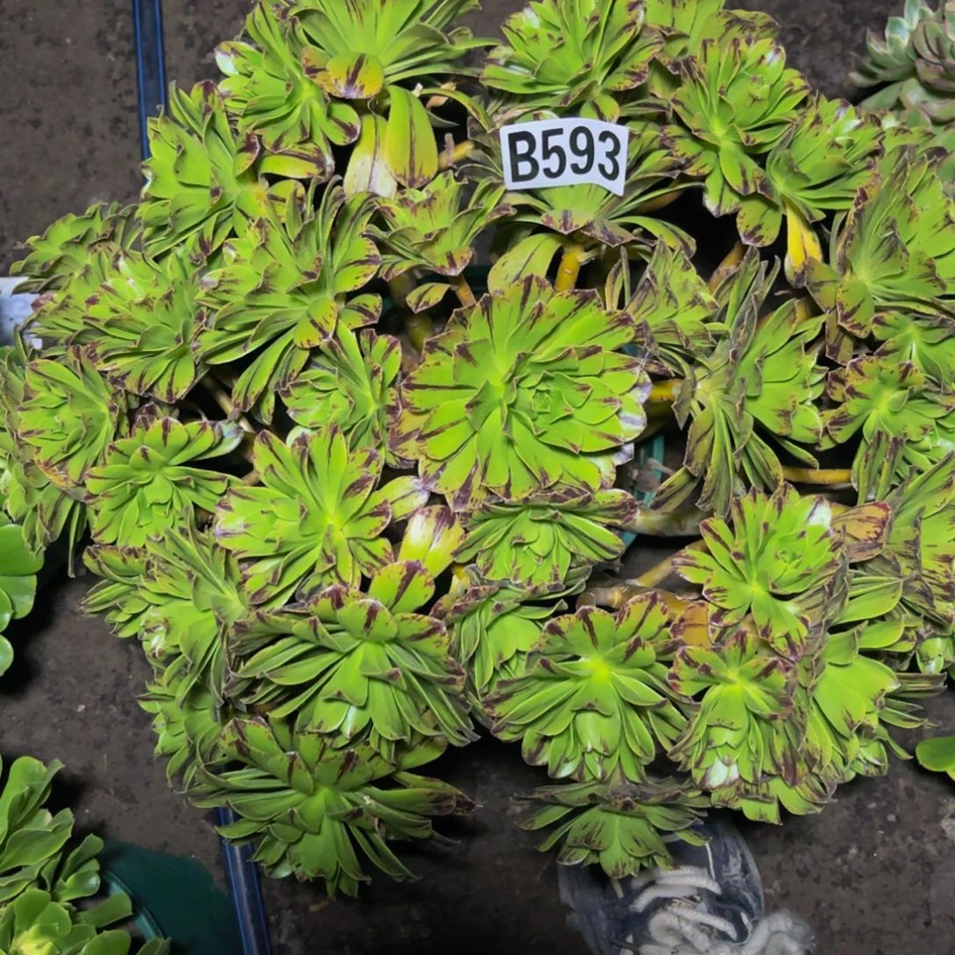 必火法师16////41包邮