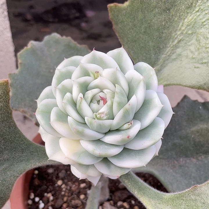 高瓷白麦秆锦一物一拍