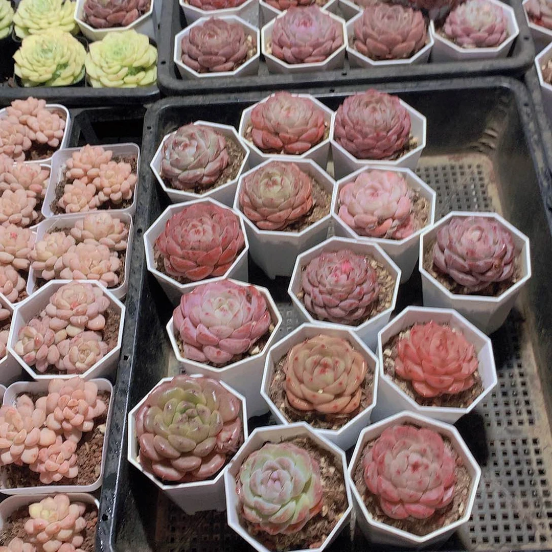 7颗组合234566788900000