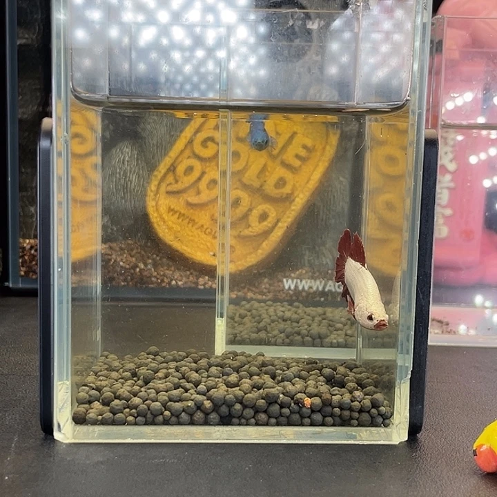 斗鱼28号923早红龙