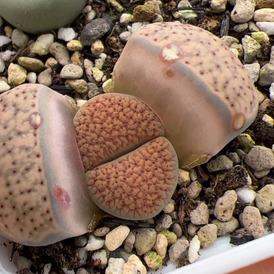 奶****❤0416号朝贡 多肉植物