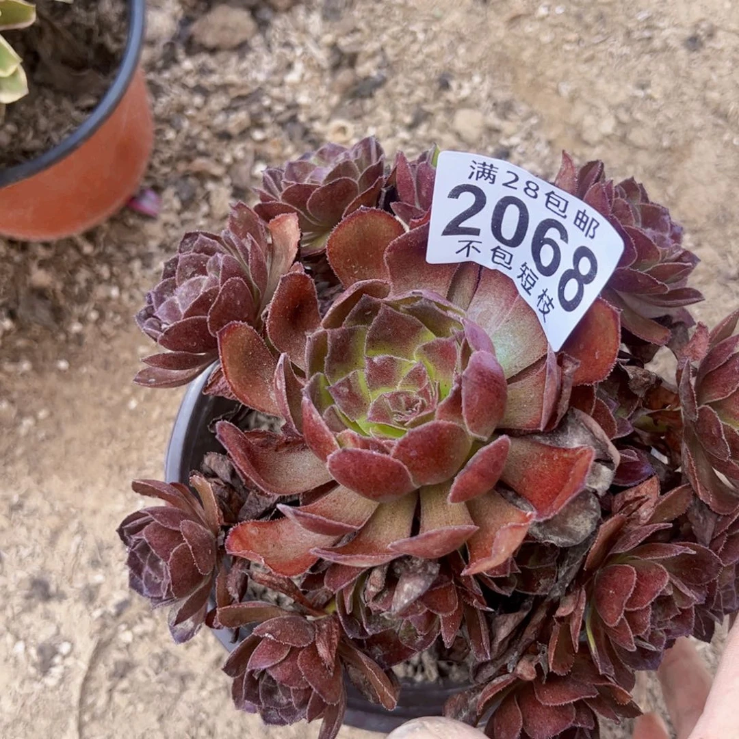 2068黑美人多肉植物法师