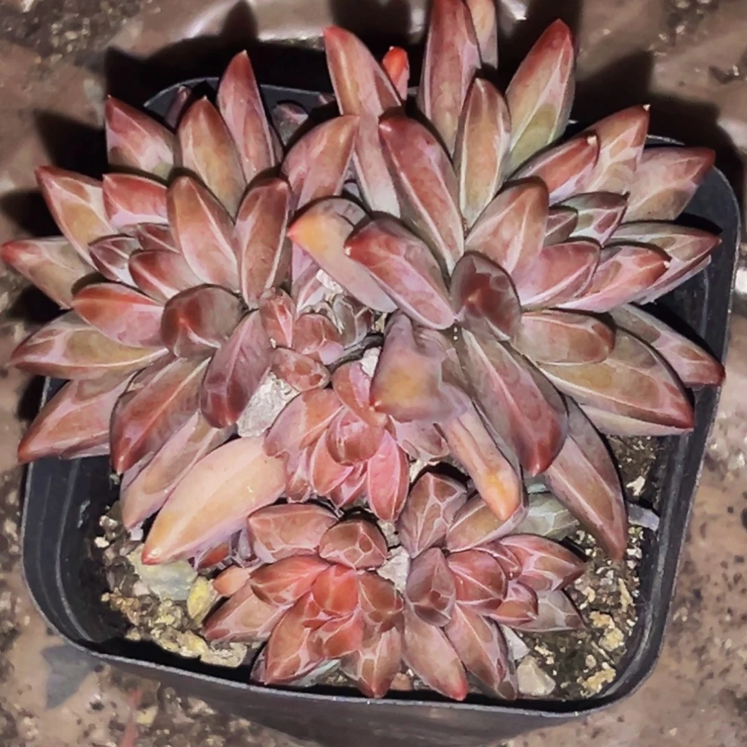 桔云多肉美人精品系列