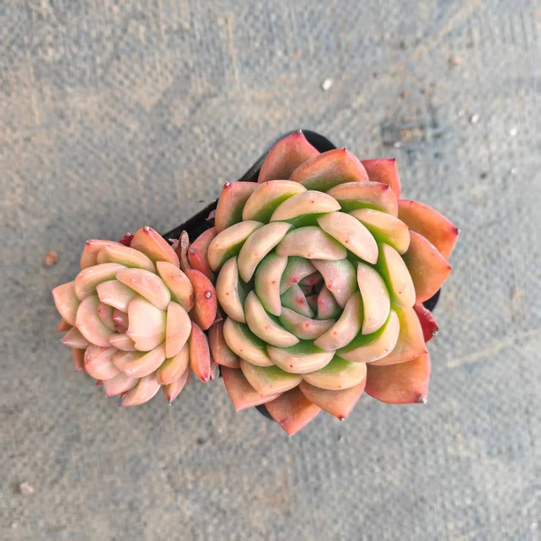 7#朝瑶双头起多肉植物  前男友精品多肉 SM0048