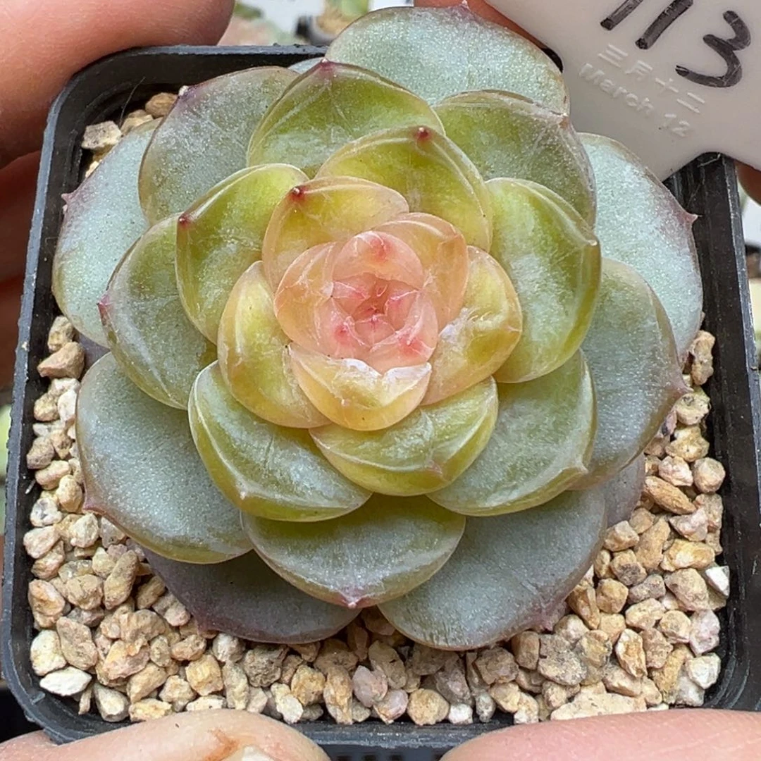 113号芙蓉风花雪月系列