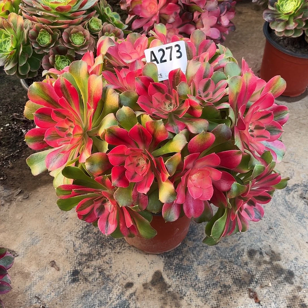 从林香妃273多肉多肉植物