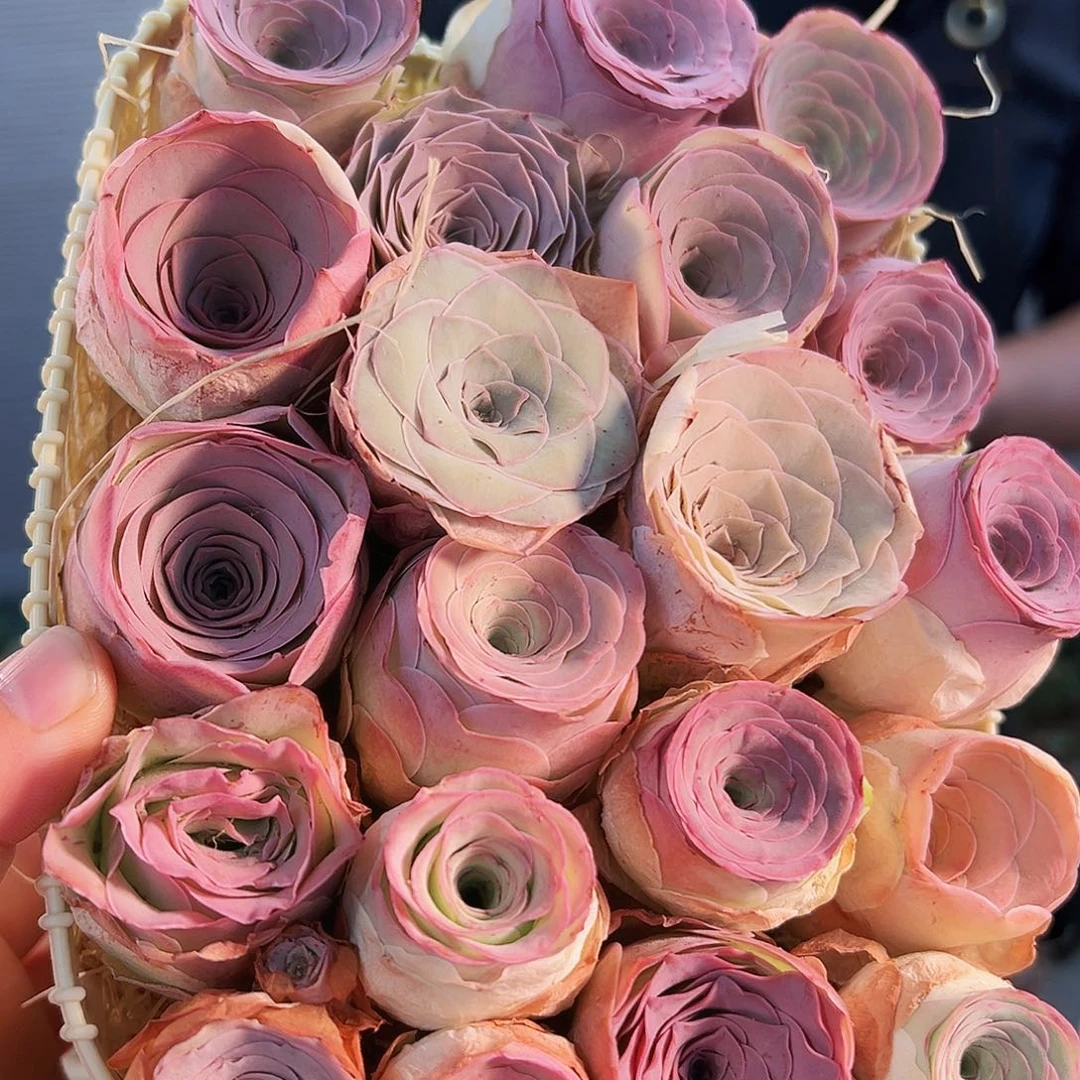 虫**王山地玫瑰花篮。TT039