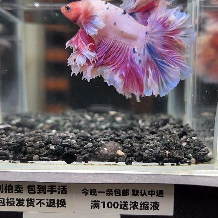 斗鱼跑单拉黑17日56