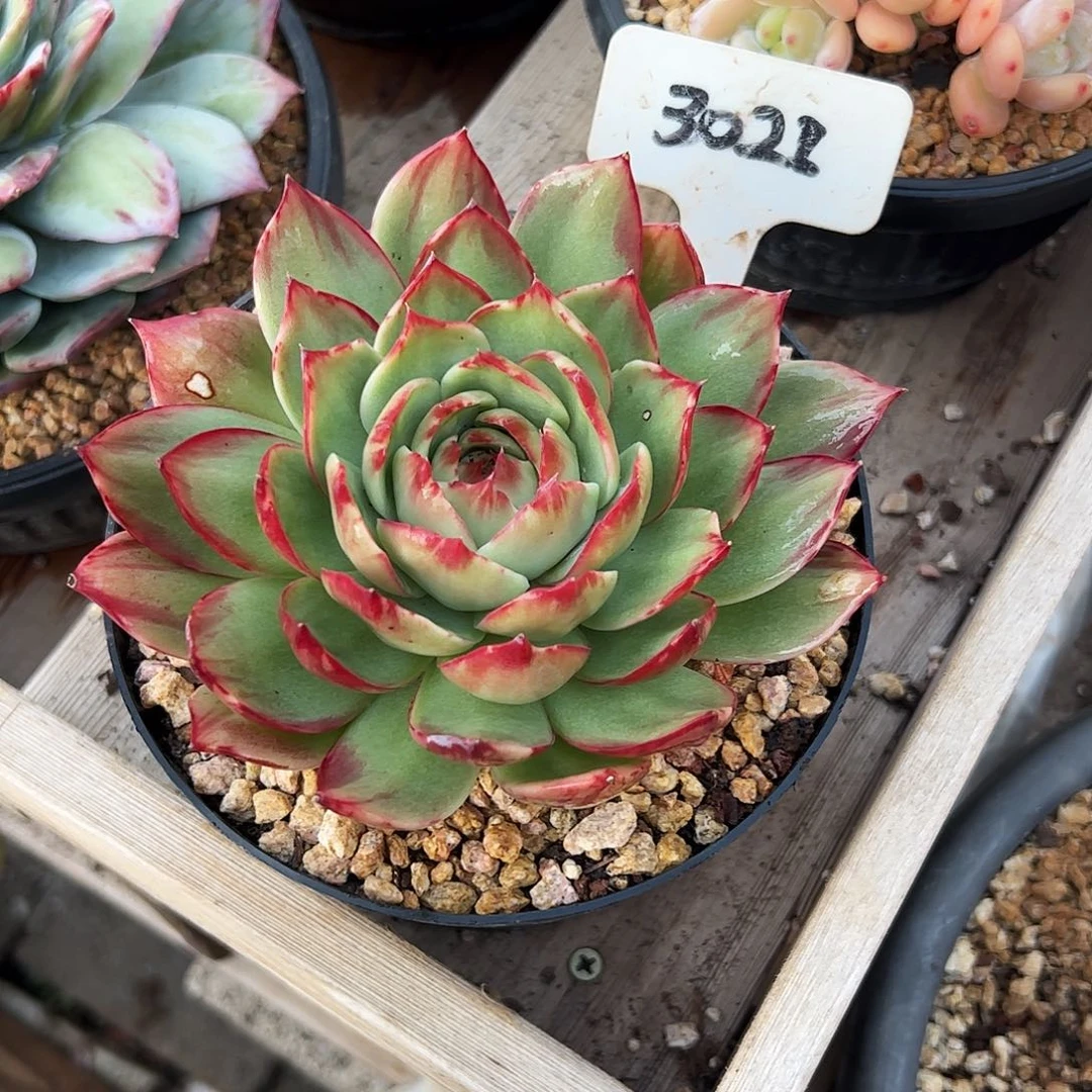 予***爱惊鸿仙子一物一拍3021号