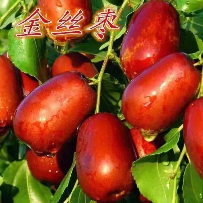 金丝小枣树苗金丝枣嫁接枣树苗大红枣大果庭院盆栽地栽南北方种植