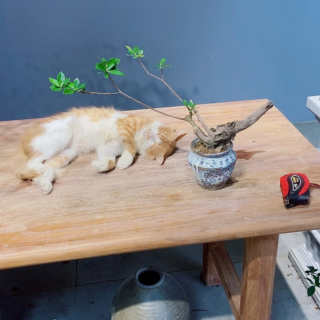 无花朵明*感谢您