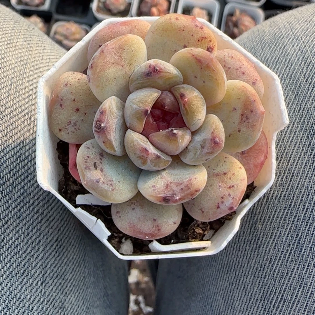 多肉小卡拉米糖心一物一拍