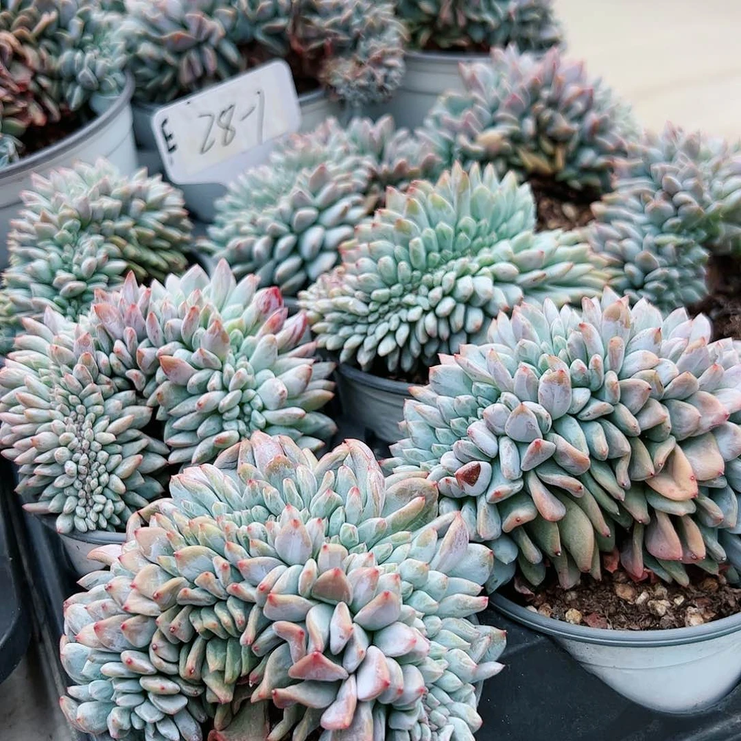 多肉植物28-7星影缀化