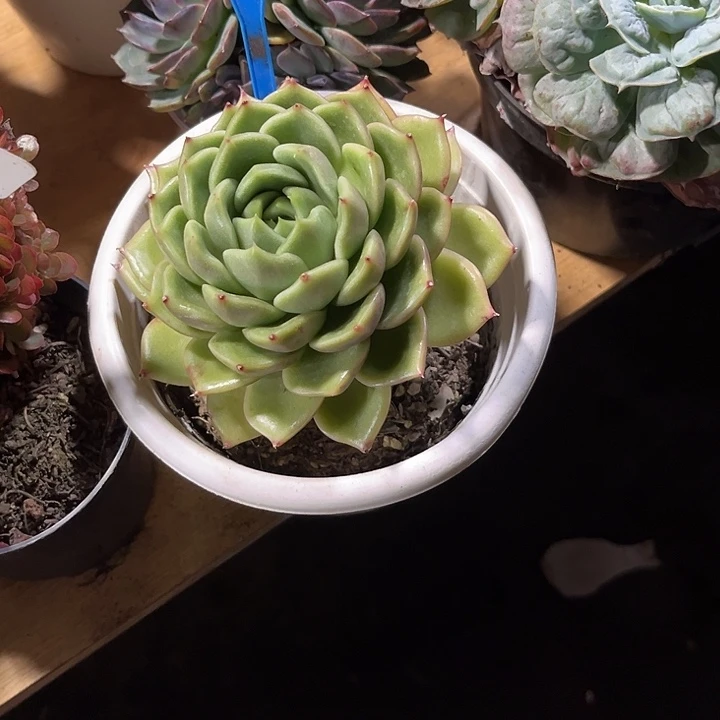 万***镜000000000000000001020