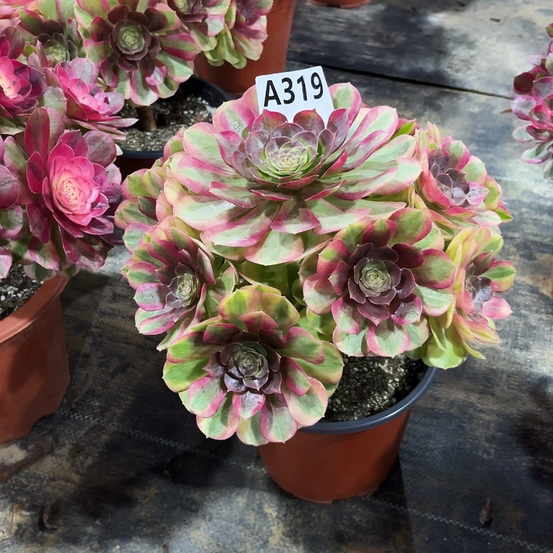 多肉植物雨荷319多肉