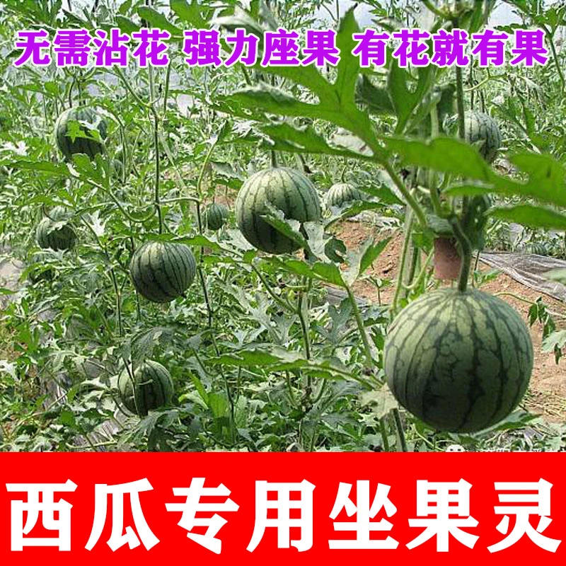 西瓜专用授粉药座果灵阴天不影响坐果增产增收提高坐果率强效坐果