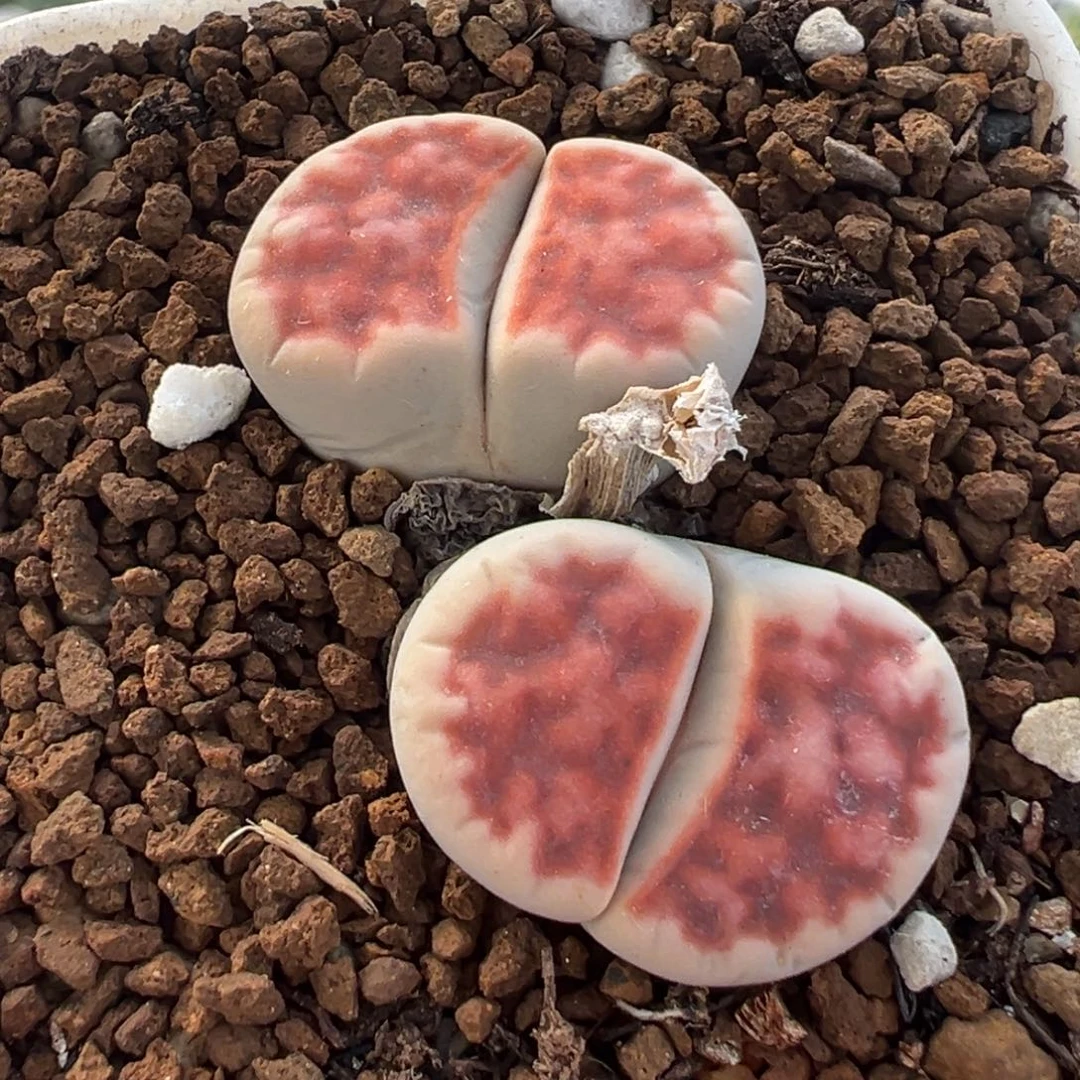 985多肉植物种类多样