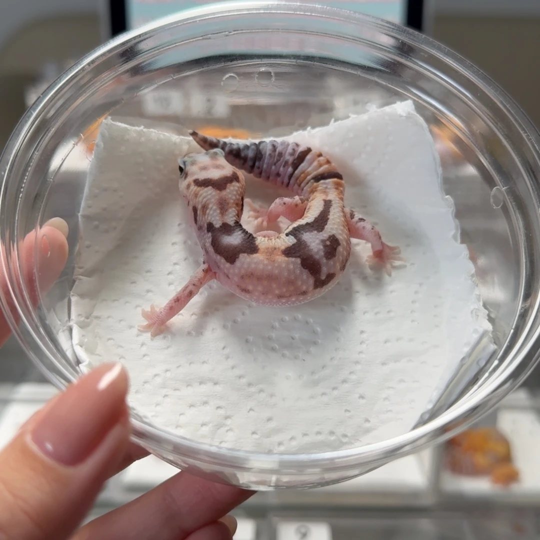 肥尾守宫奶牛祖鲁隐奥利奥妹妹