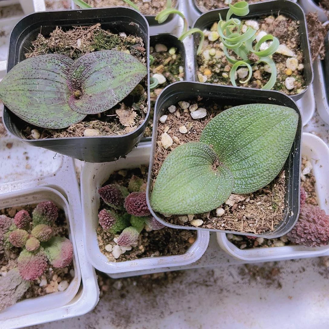 紫镜多肉植物19包邮