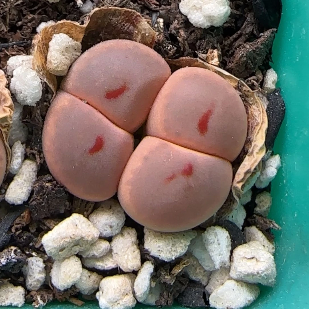 7.11。268惜春。9009。