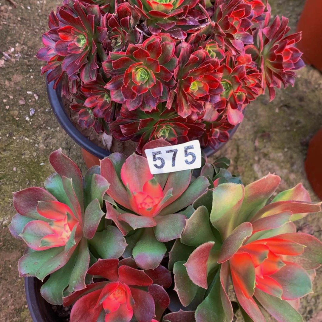 【闪购商品】575安娜香妃多肉