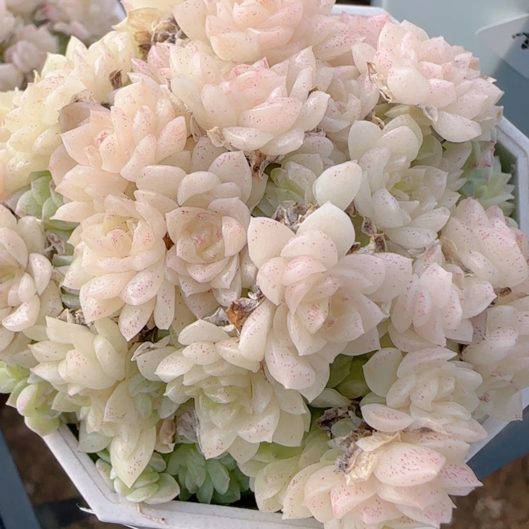 用***1花语多肉1218-294散