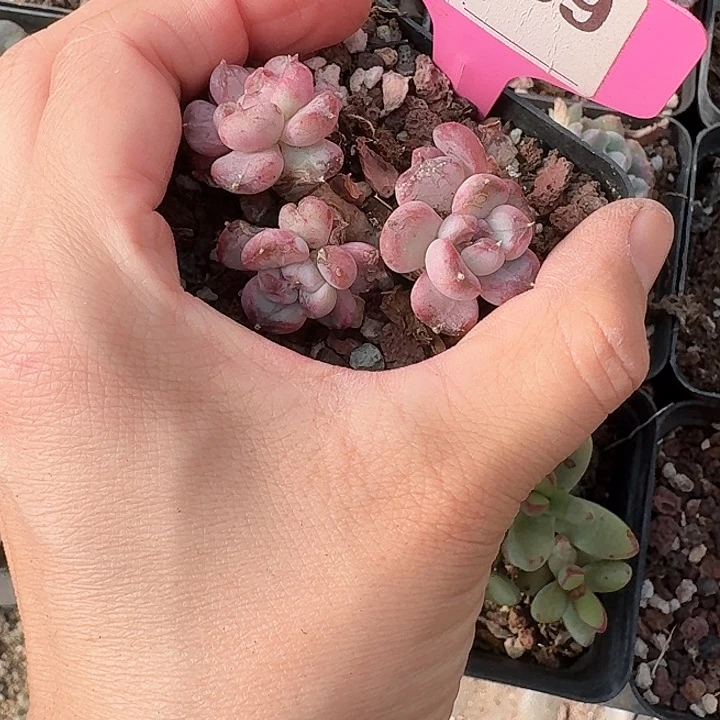 雨**呀x h x x h h xf hu 059