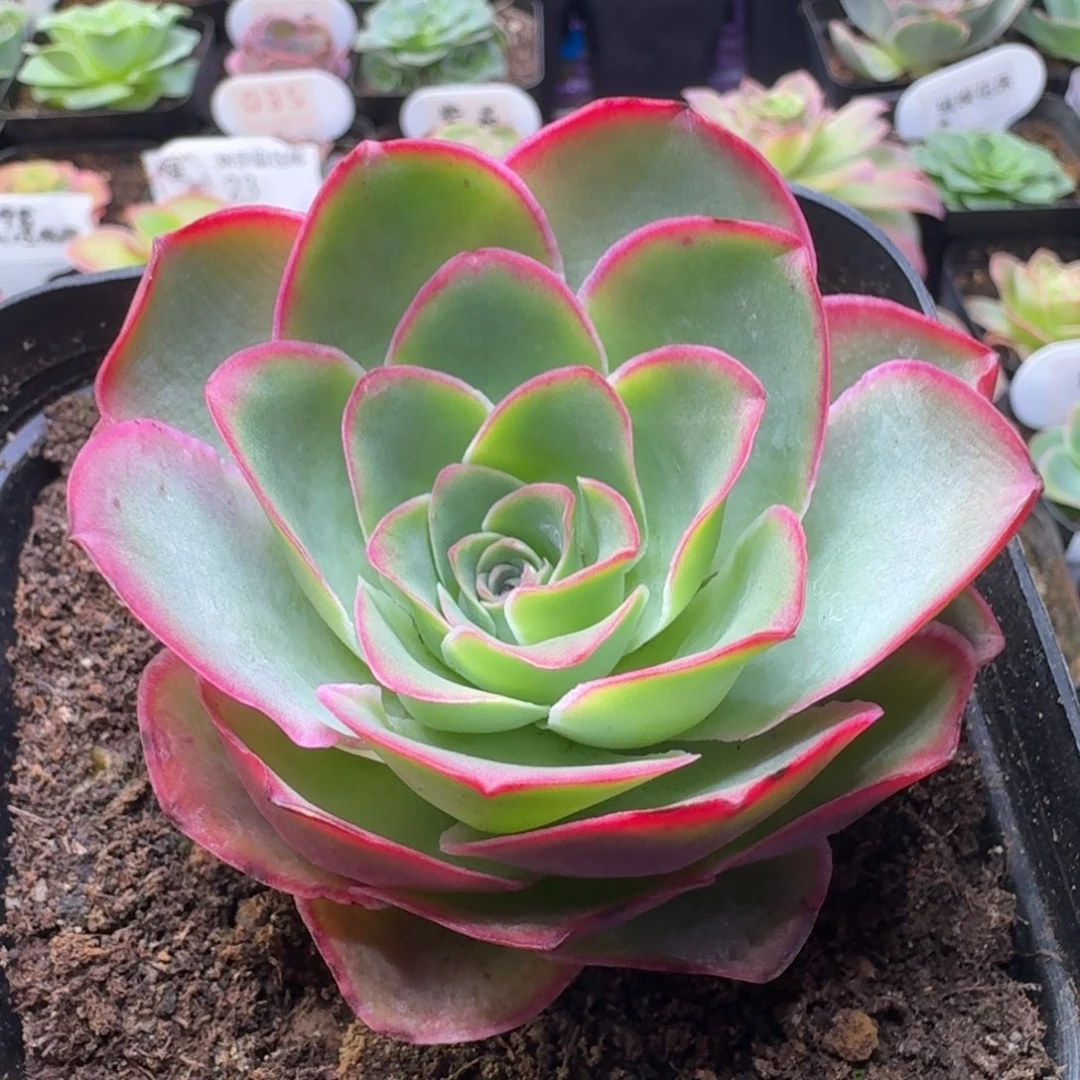 楹楹-132-冠幅 6CM