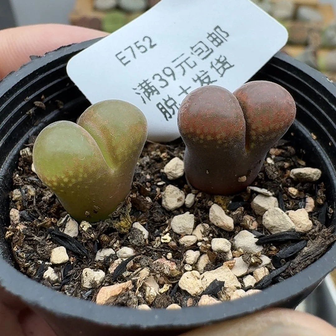 懒***佳752多肉哈哈哈哈哈哈