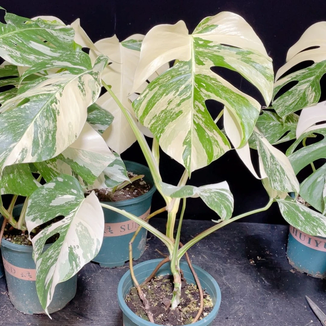 b***完全开放009白龟不包蕉叶和叶损