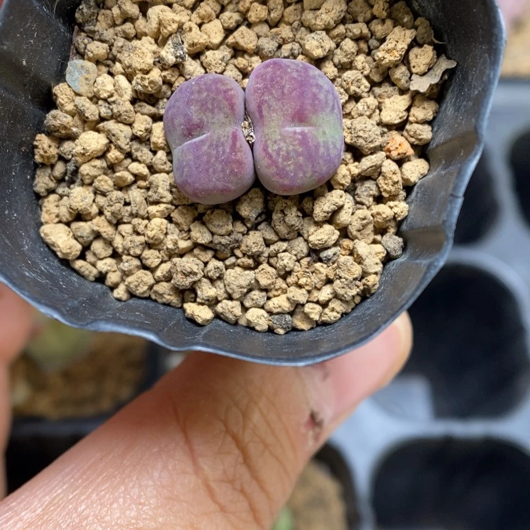 多肉植物肉锥杂交K-3750