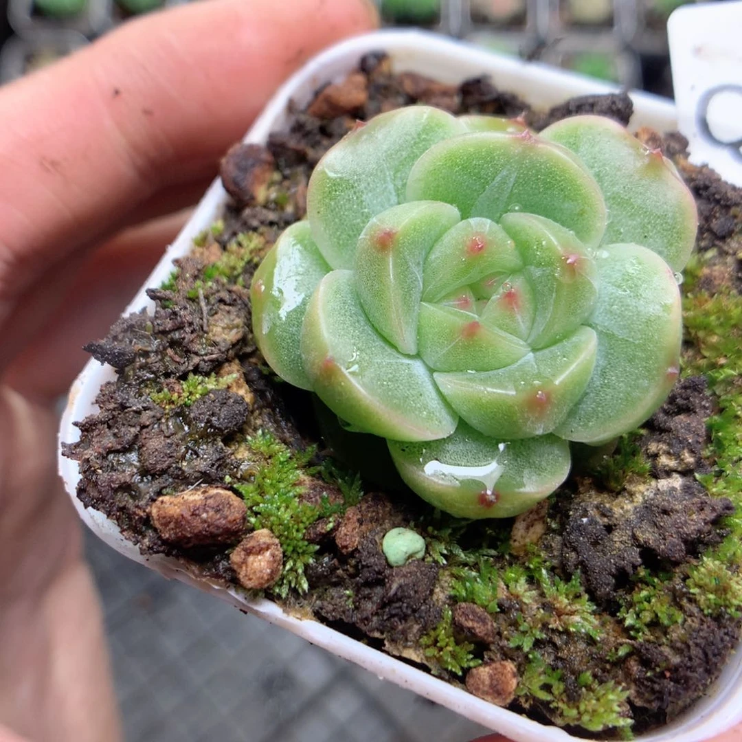 无花朵Q131英语英语英语英语一天