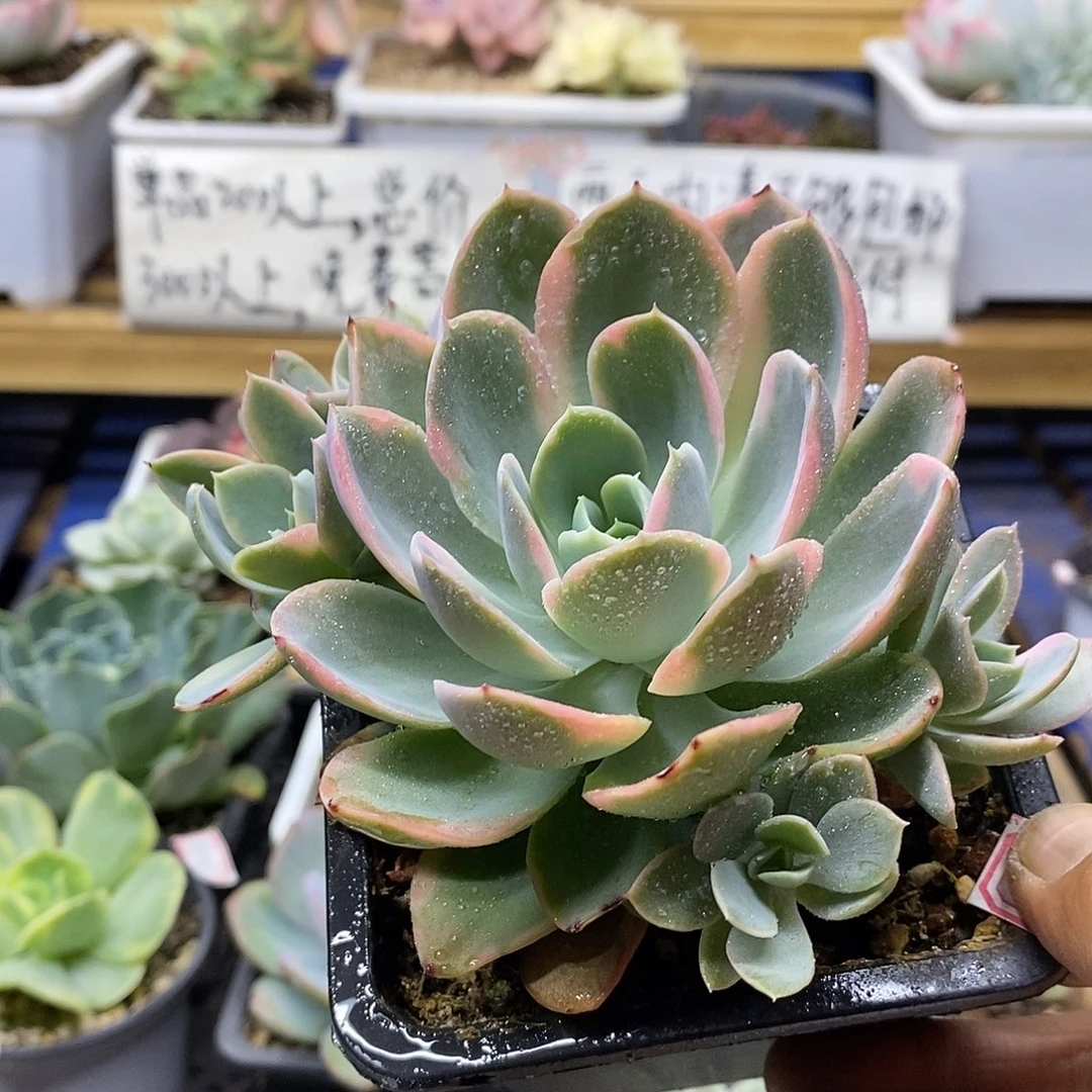 09104 粉色贝拉锦自然群