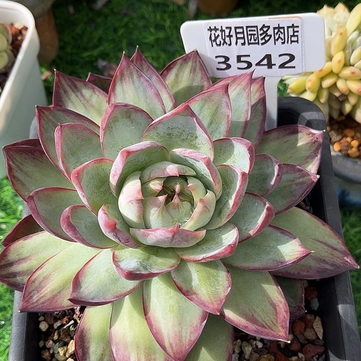 多肉植物3542 一定要拍个冷链哦