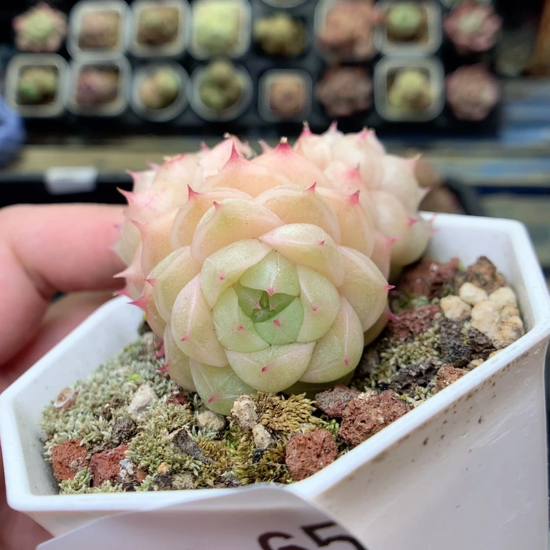 Q65 ，20包邮两天凑单偏远不发货