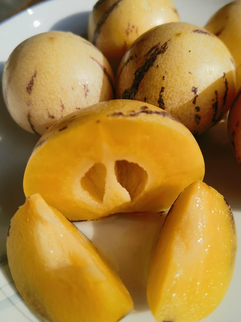 云南普洱树熟黄金人参果