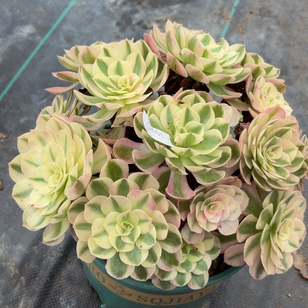 461倾城多肉植物发货