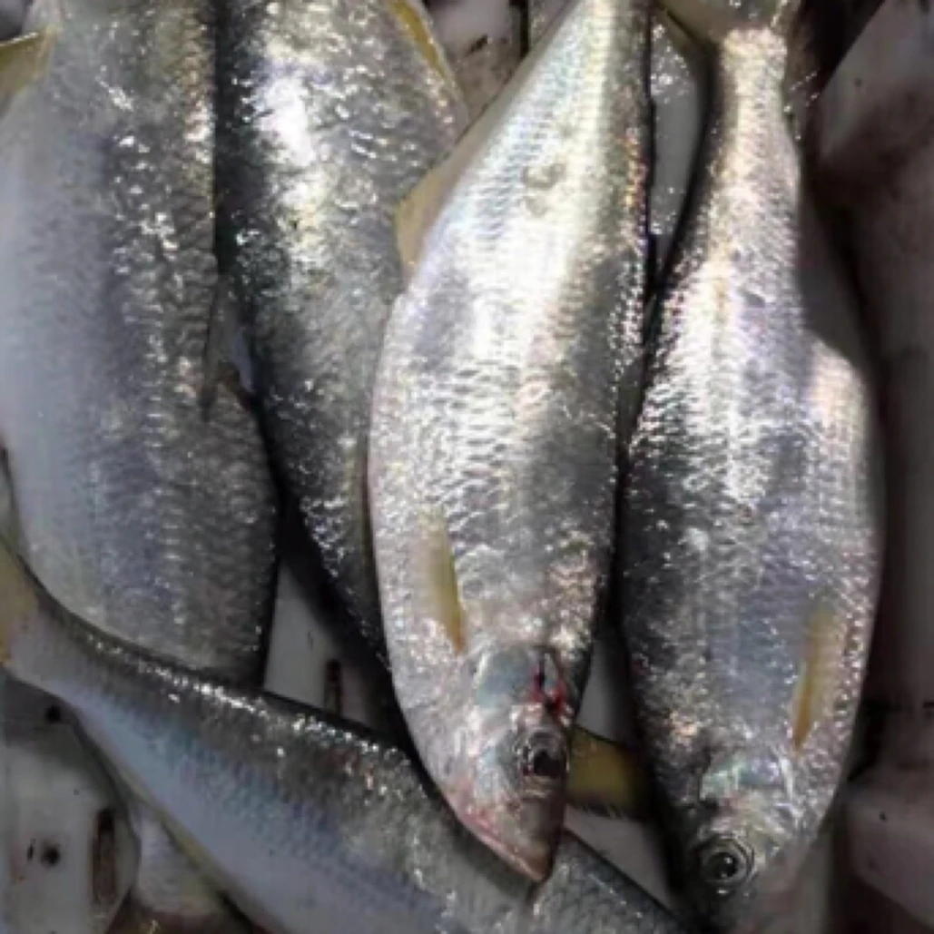 浙江舟山海钓咸勒鱼白鳞鱼（顺丰）发货