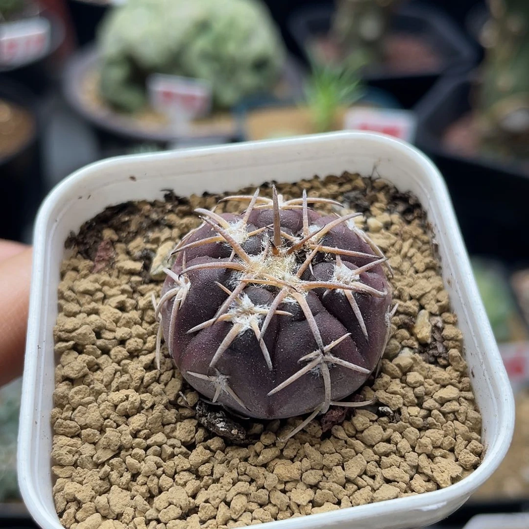 实生紫皮趴刺天平仙人球