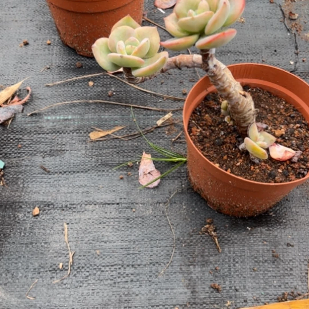 【闪购商品】温**啡白凤多肉植物