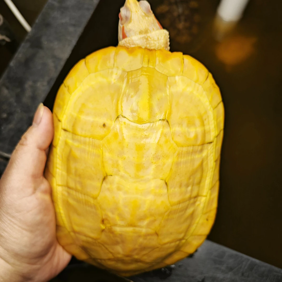 两斤以上白巴母黄金巴西变异白巴