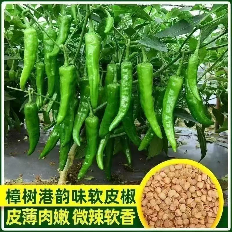 正宗樟树港椒种子樟树高产辣椒种子优质辣椒种子新种春秋四季播种